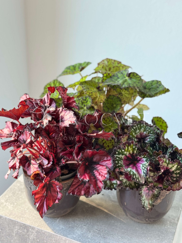 Бегония Рекс Микс 25 см