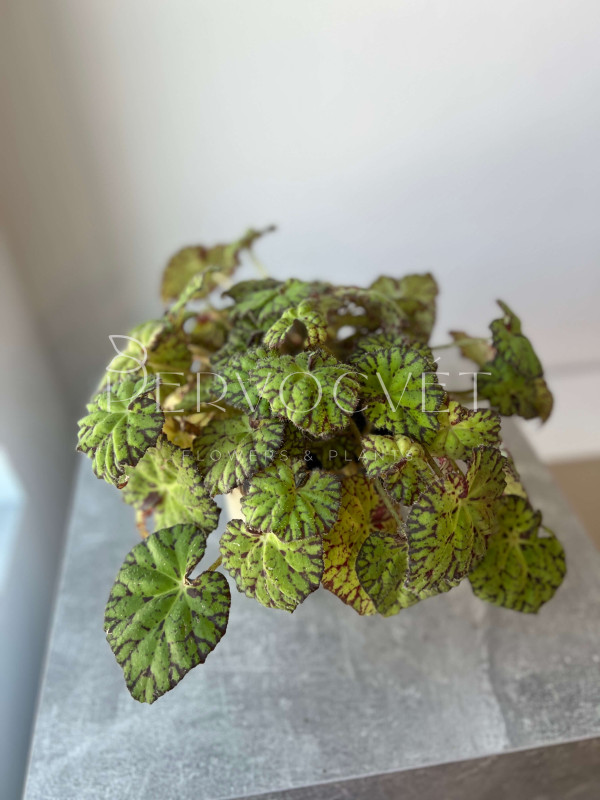 Бегония Рекс Тайгер Бауэра 25 см