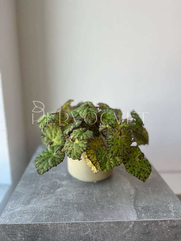 Бегония Рекс Тайгер Бауэра 25 см