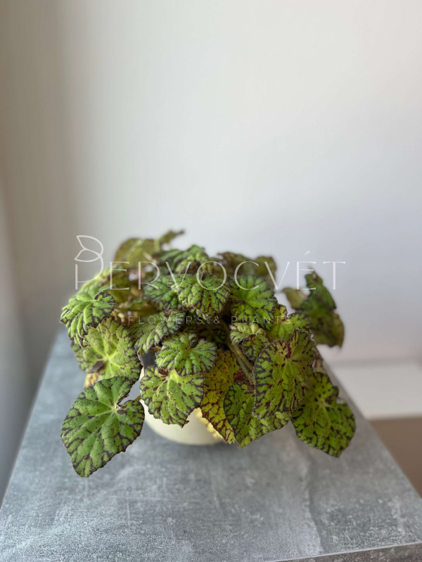 Бегония Рекс Тайгер Бауэра 25 см