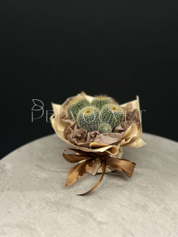 Кактус в оформлении #35