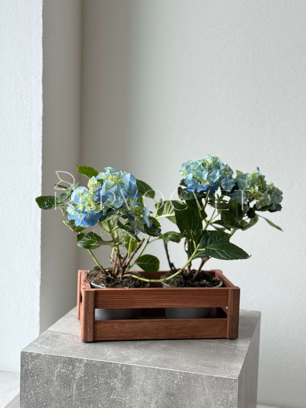 Гортензия Голубая в горшке