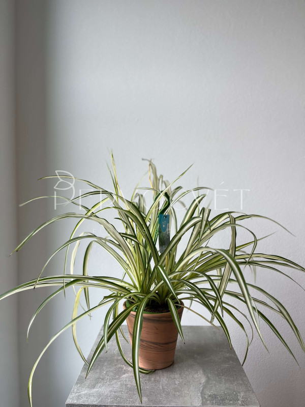 Хлорофитум Витатум 60 см