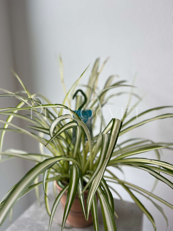 Хлорофитум Витатум 60 см