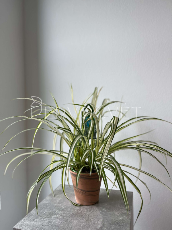 Хлорофитум Витатум 60 см