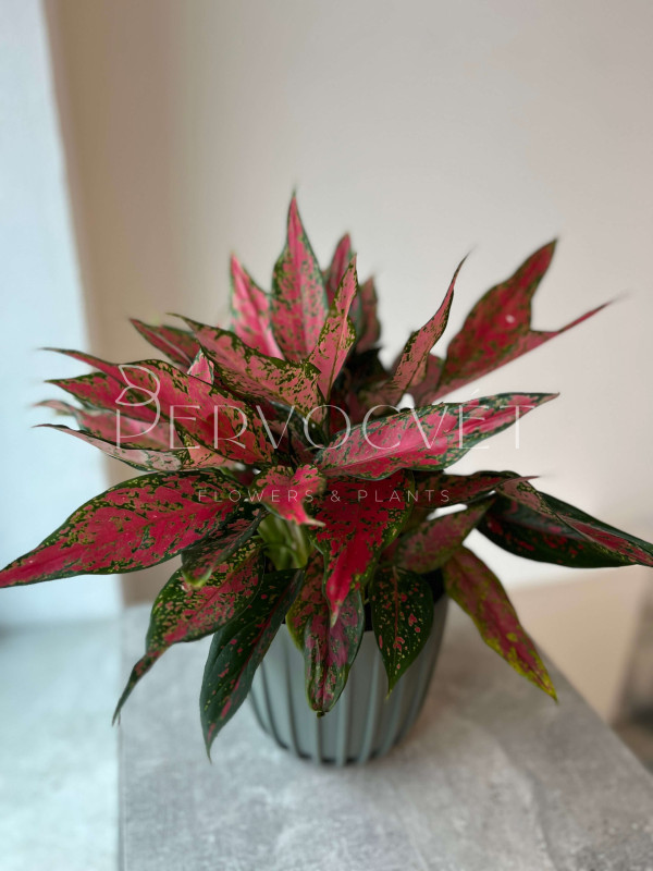 Аглаонема Споттед Стар 40 см