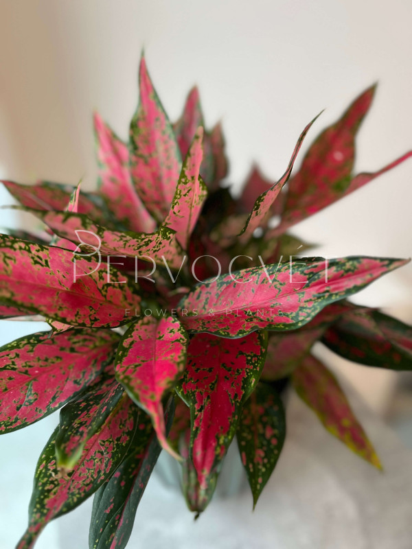 Аглаонема Споттед Стар 40 см