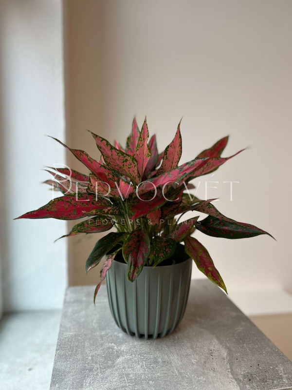 Аглаонема Споттед Стар 40 см