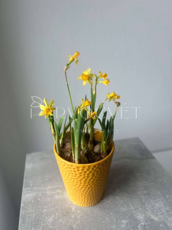 Нарцисс Тет-а-тет 20 см