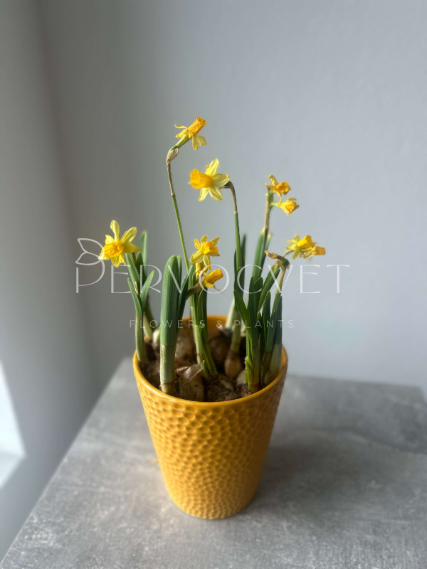 Нарцисс Тет-а-тет 20 см