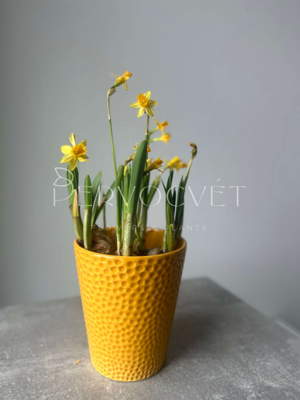 Нарцисс Тет-а-тет 20 см