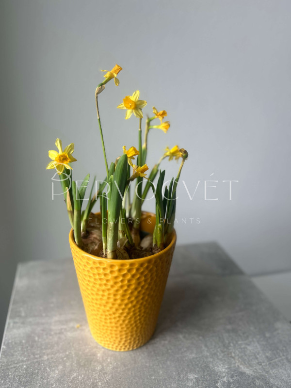 Нарцисс Тет-а-тет 20 см