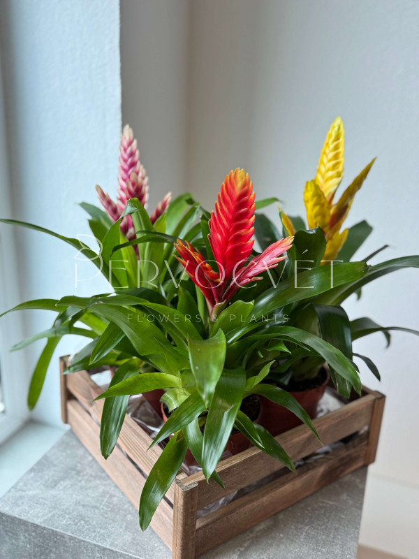 Вриезия Микс 40 см