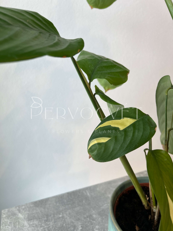 Ктенанта Пилоза Голден Мозаик 50 см