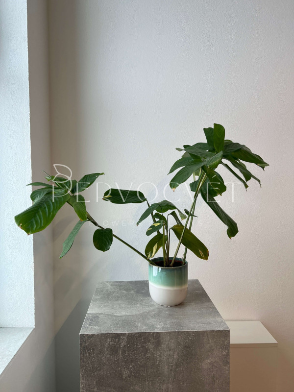 Ктенанта Пилоза Голден Мозаик 50 см