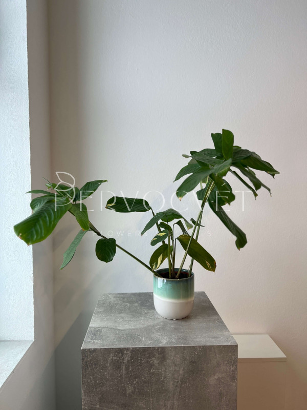 Ктенанта Пилоза Голден Мозаик 50 см