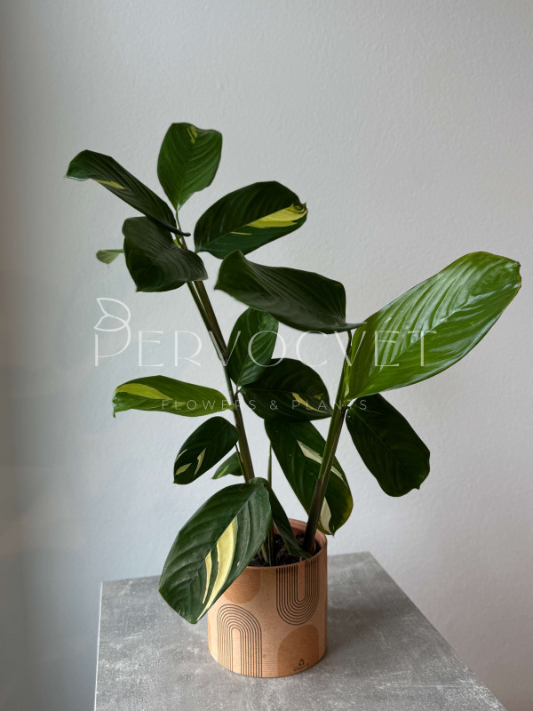 Ктенанта Пилоза Голден Мозаик 50 см