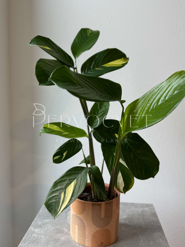 Ктенанта Пилоза Голден Мозаик 50 см