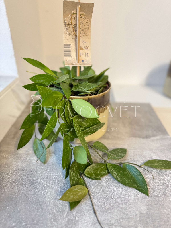 Хойя Грацилис 10 см