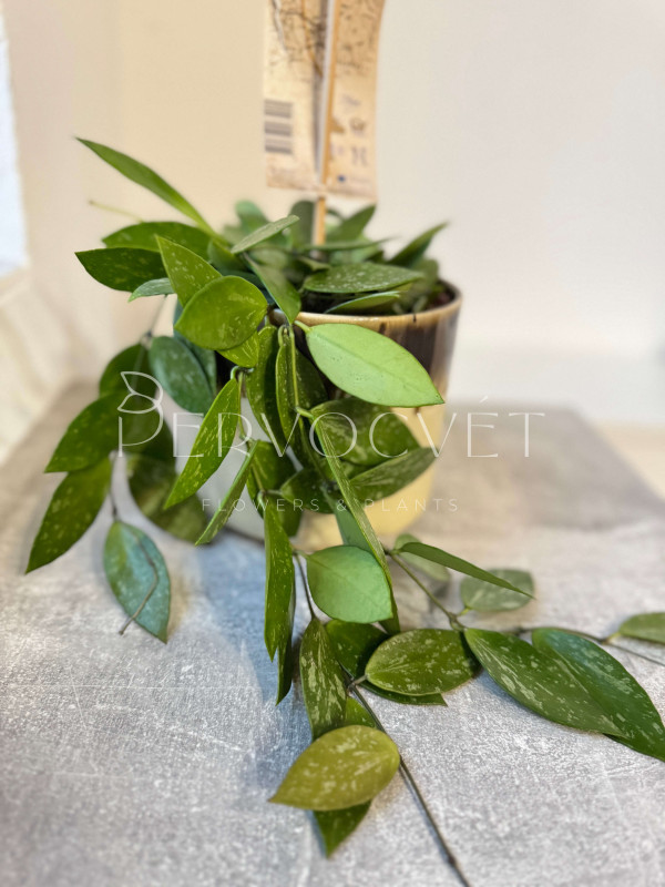 Хойя Грацилис 10 см