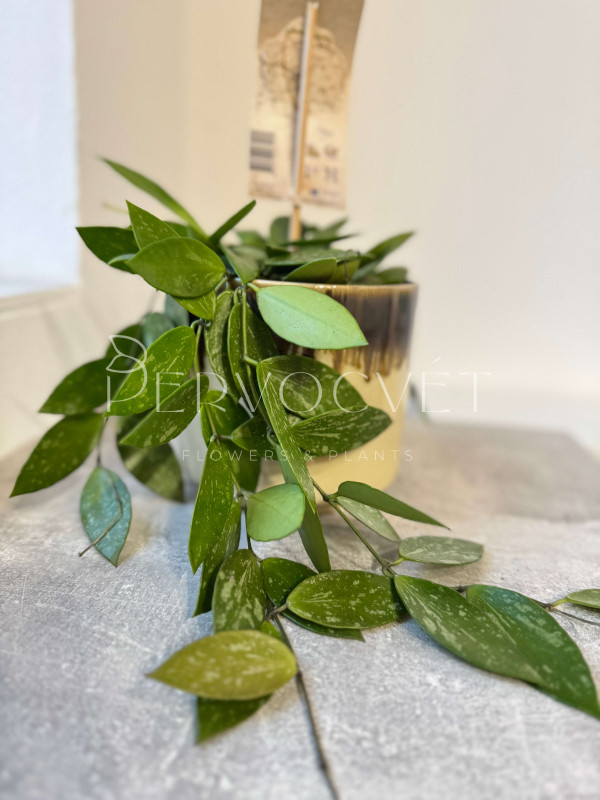 Хойя Грацилис 10 см