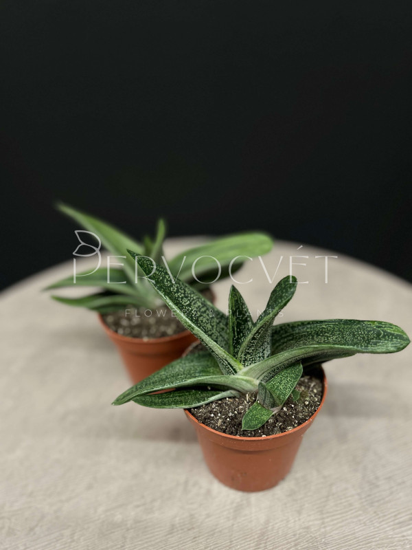 Гастерия Литтл Варти 15 см