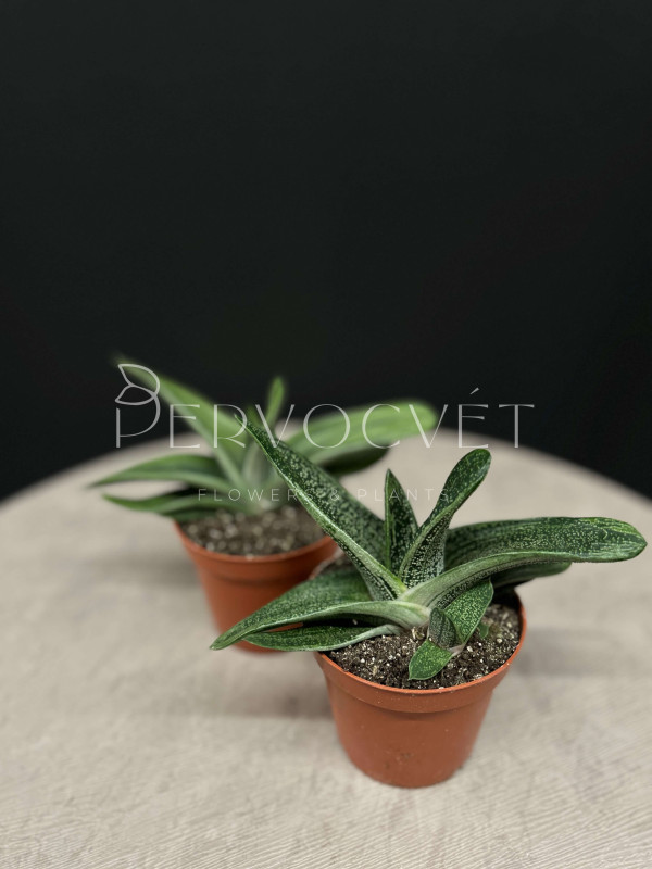 Гастерия Литтл Варти 15 см