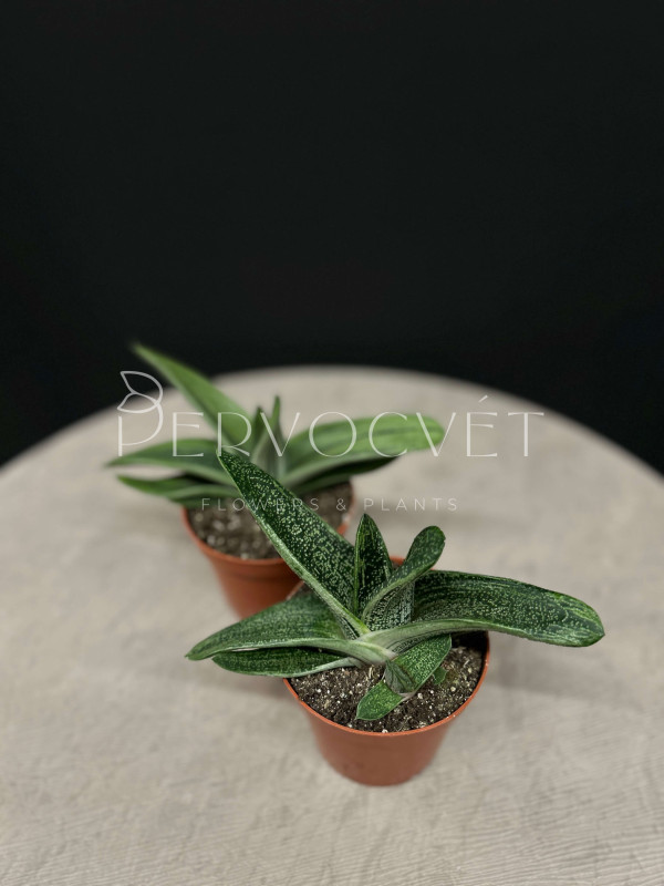 Гастерия Литтл Варти 15 см