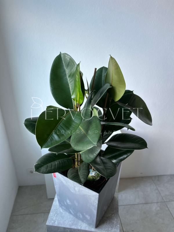 Фикус Эластика Робуста 3 ствола 80 см