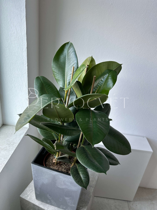 Фикус Эластика Робуста 3 ствола 80 см