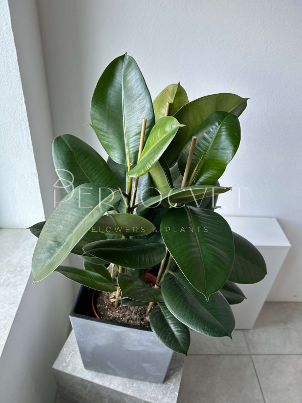 Фикус Эластика Робуста 3 ствола 80 см