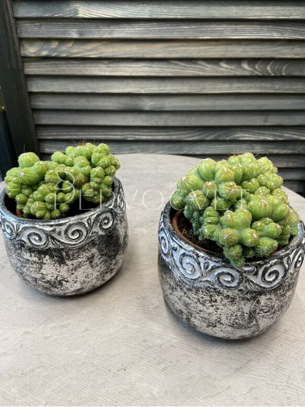 Цереус Перувианус 12 см