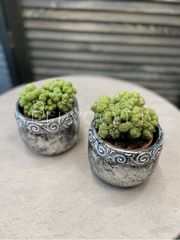 Цереус Перувианус 12 см