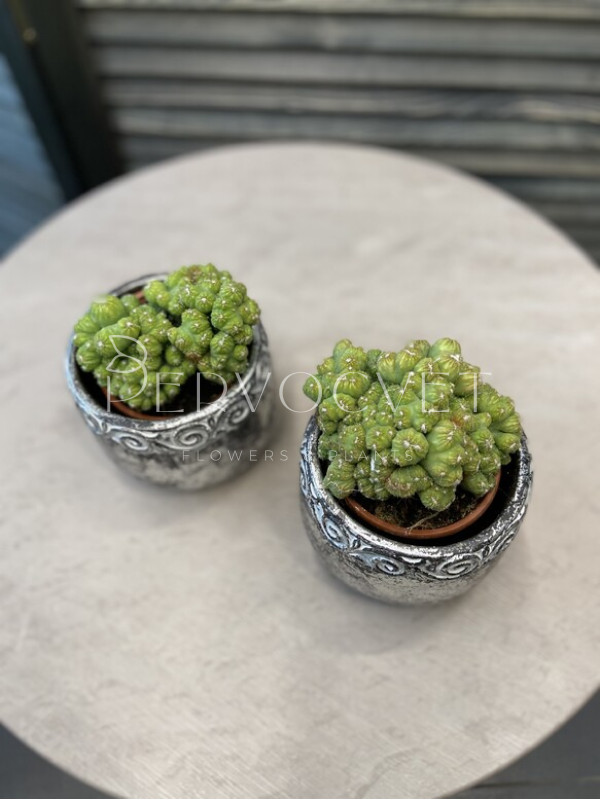 Цереус Перувианус 12 см