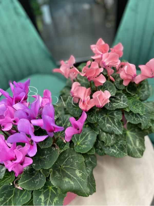 Цикламен Персидский 40 см