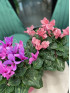 Цикламен Персидский 40 см