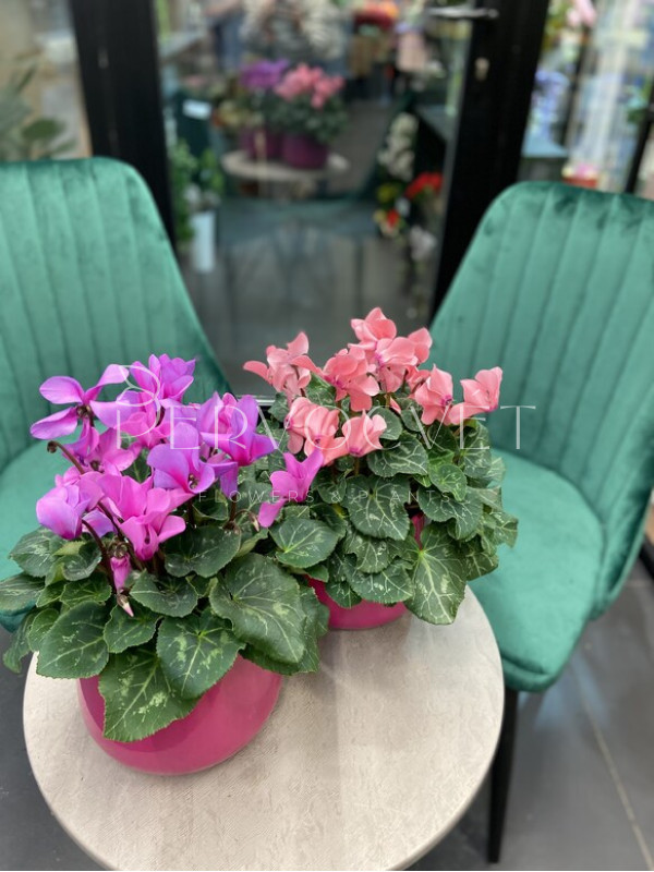 Цикламен Персидский 40 см