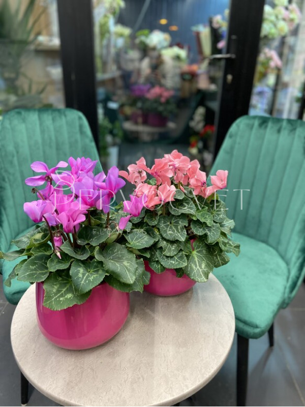 Цикламен Персидский 40 см