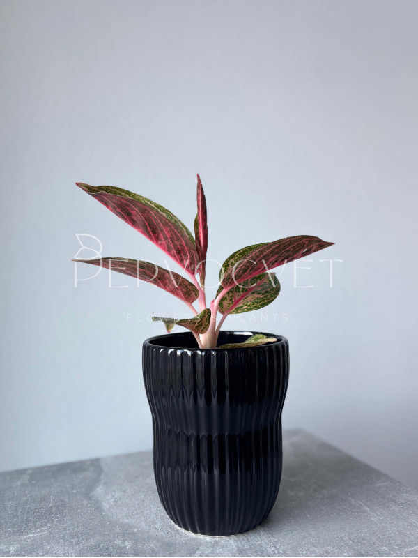 Аглаонема Голд Даст 30 см