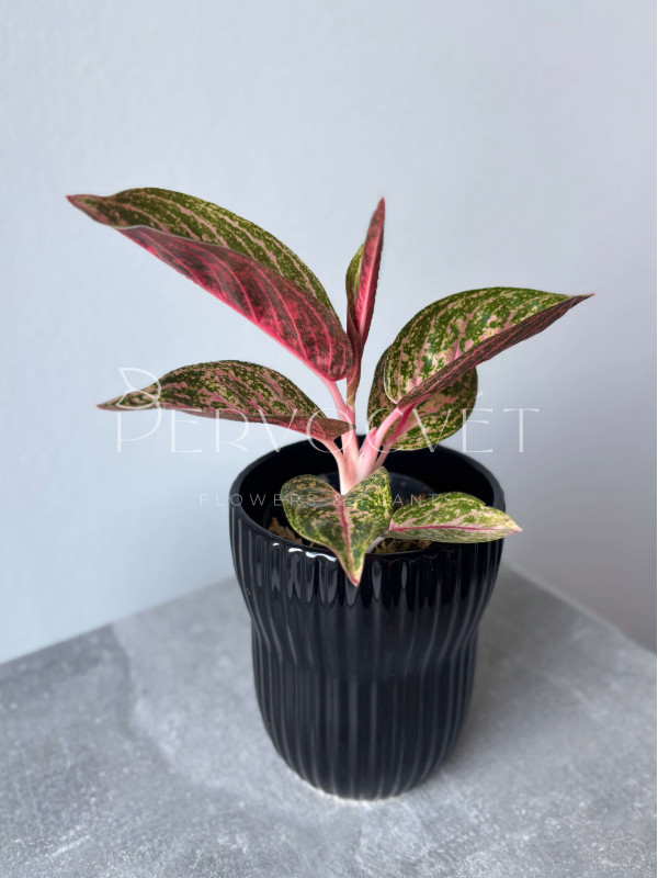 Аглаонема Голд Даст 30 см