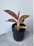 Аглаонема Голд Даст 30 см