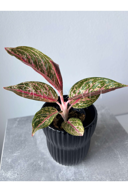 Аглаонема Голд Даст 30 см