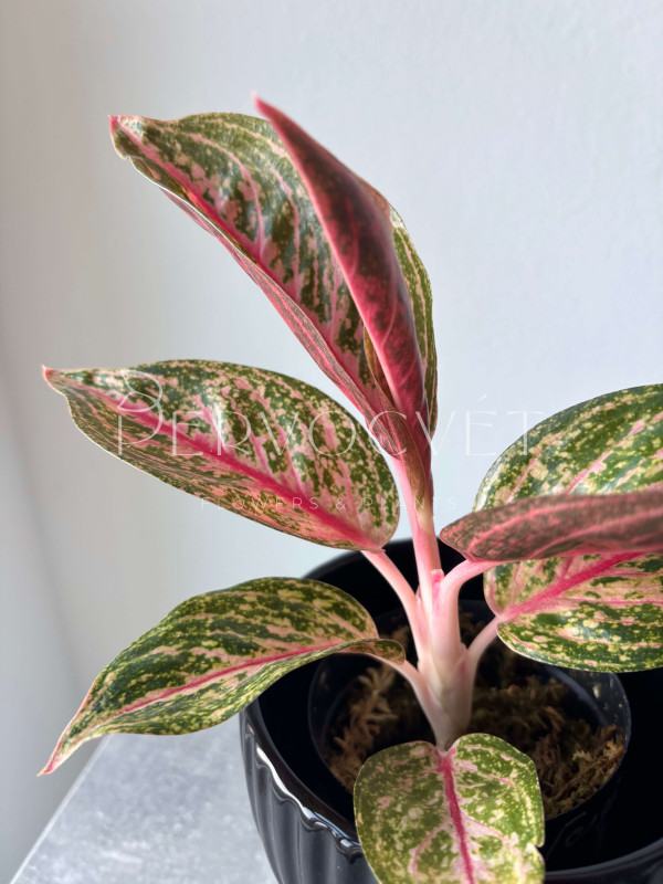 Аглаонема Голд Даст 30 см