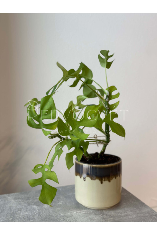 Монстера Минима 30 см