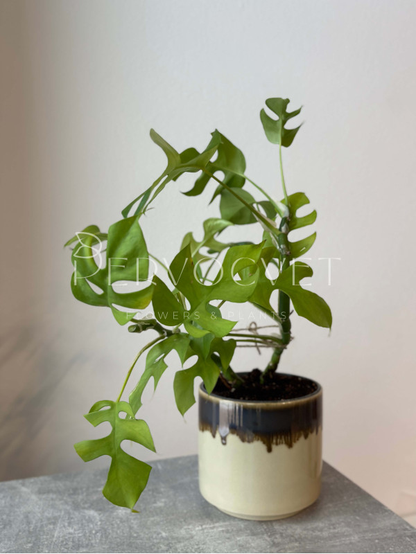 Монстера Минима 30 см