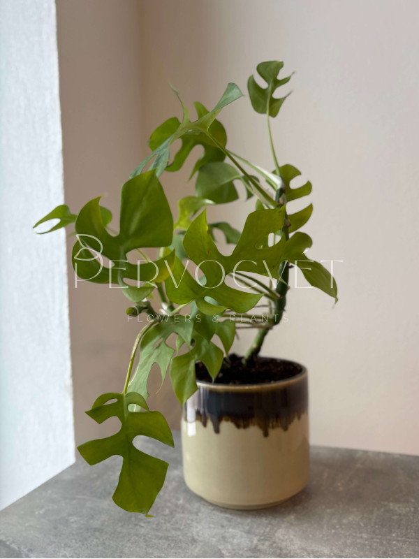 Монстера Минима 30 см