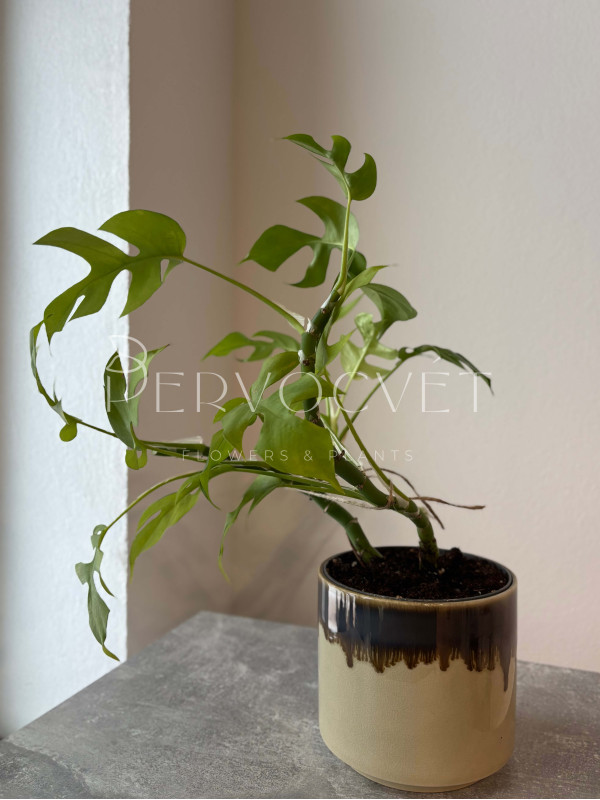 Монстера Минима 30 см