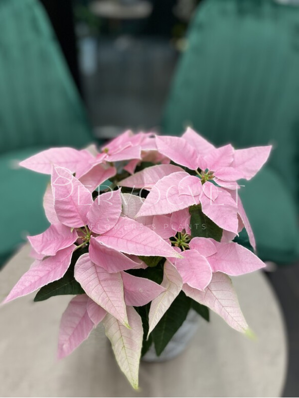 Пуансеттия Розовая 30 см