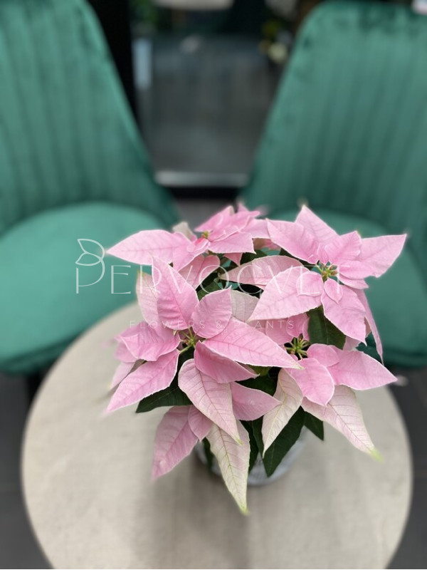 Пуансеттия Розовая 30 см