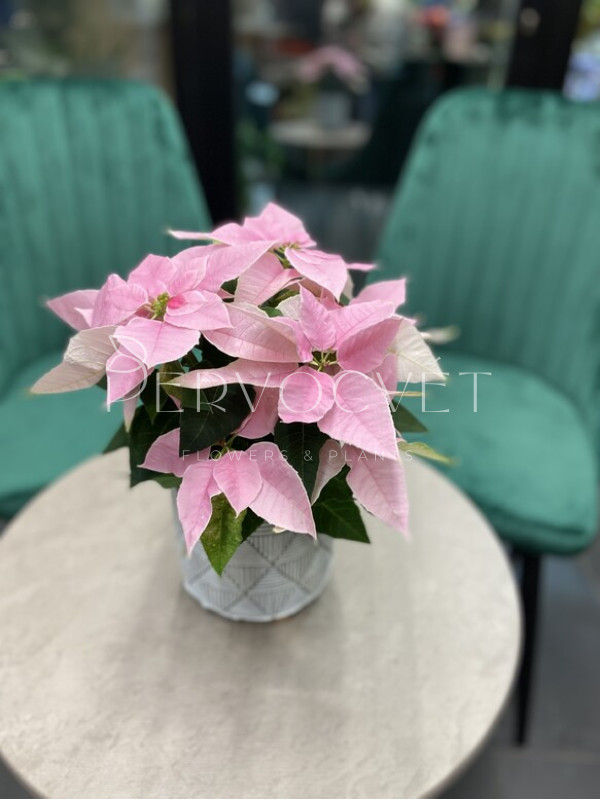 Пуансеттия Розовая 30 см